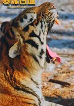 2025年国产悬疑片《寒冰白血》HD国语中字 [迅雷BT磁力免费下载]